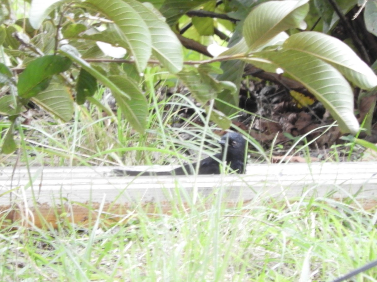 Screaming Cowbird - ML638815857
