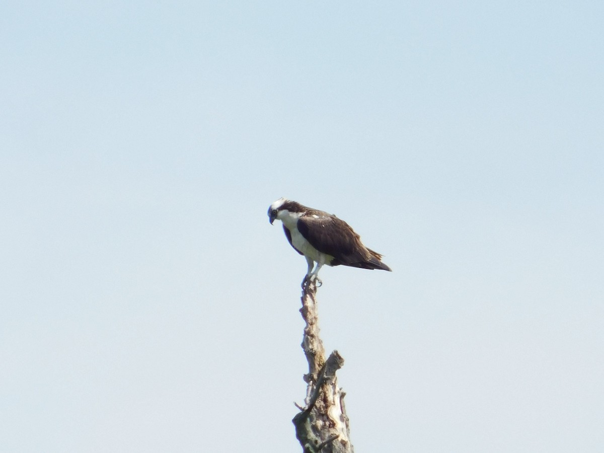 Osprey - ML638815865