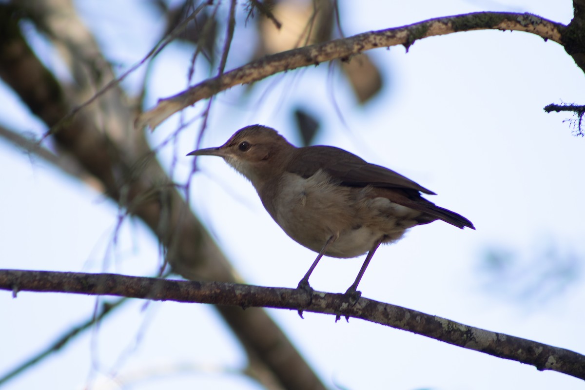 Rufous Hornero - ML638815915
