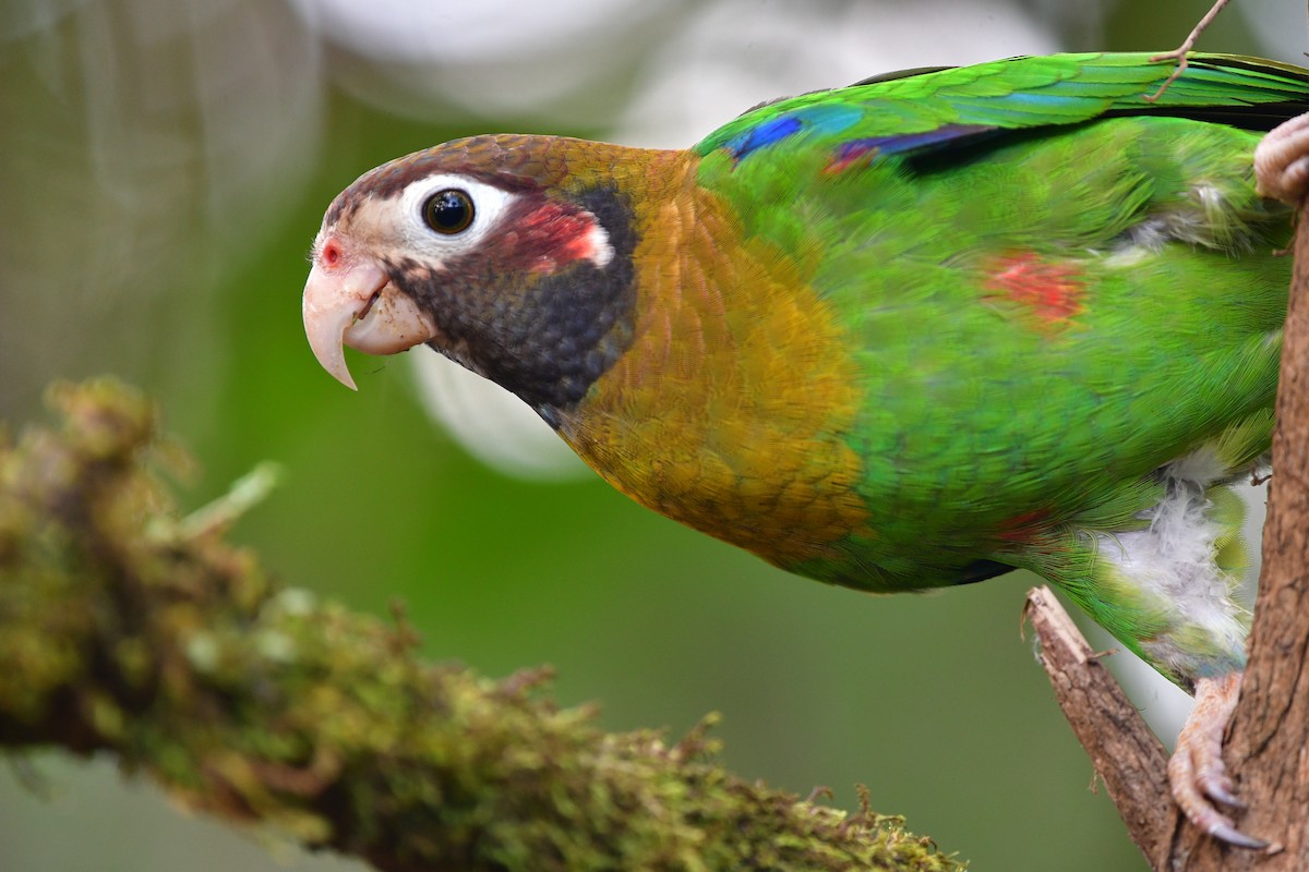 アカミミインコ - ML638815936