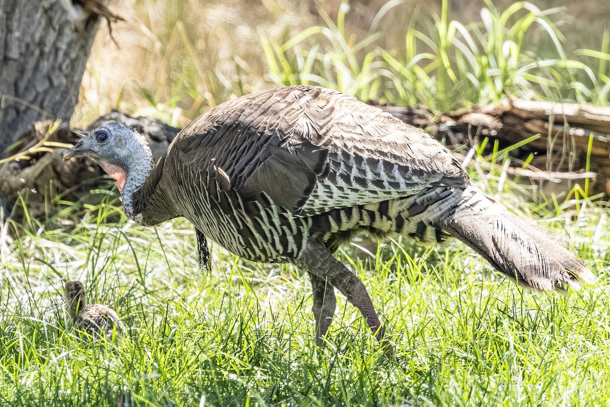 Dindon sauvage - ML638815971