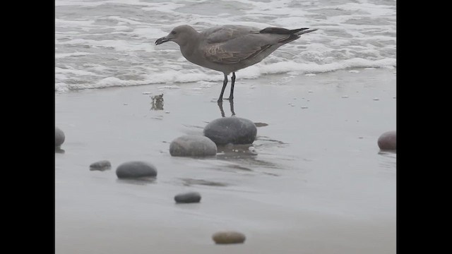 Gray Gull - ML638815994