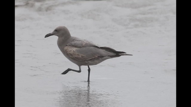 Gray Gull - ML638815995