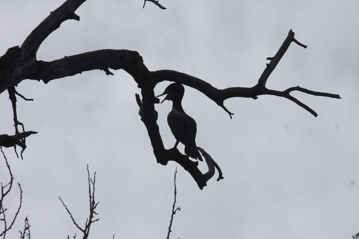 Cormoran à aigrettes - ML638816012