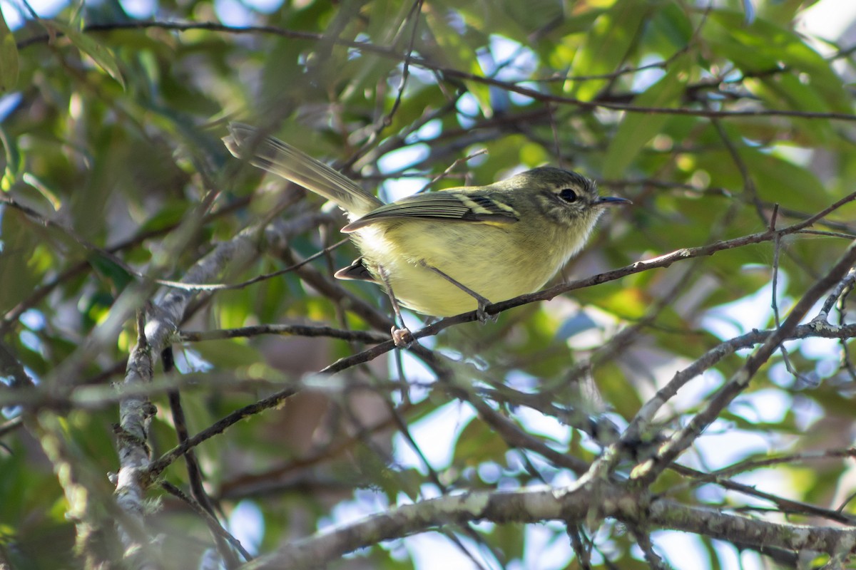 Mottle-cheeked Tyrannulet - ML638816059