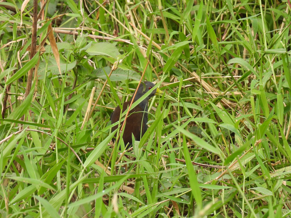 Blackish Rail - ML638816064