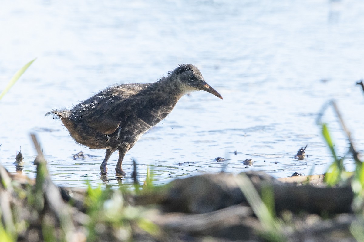 Virginia Rail - ML638816069