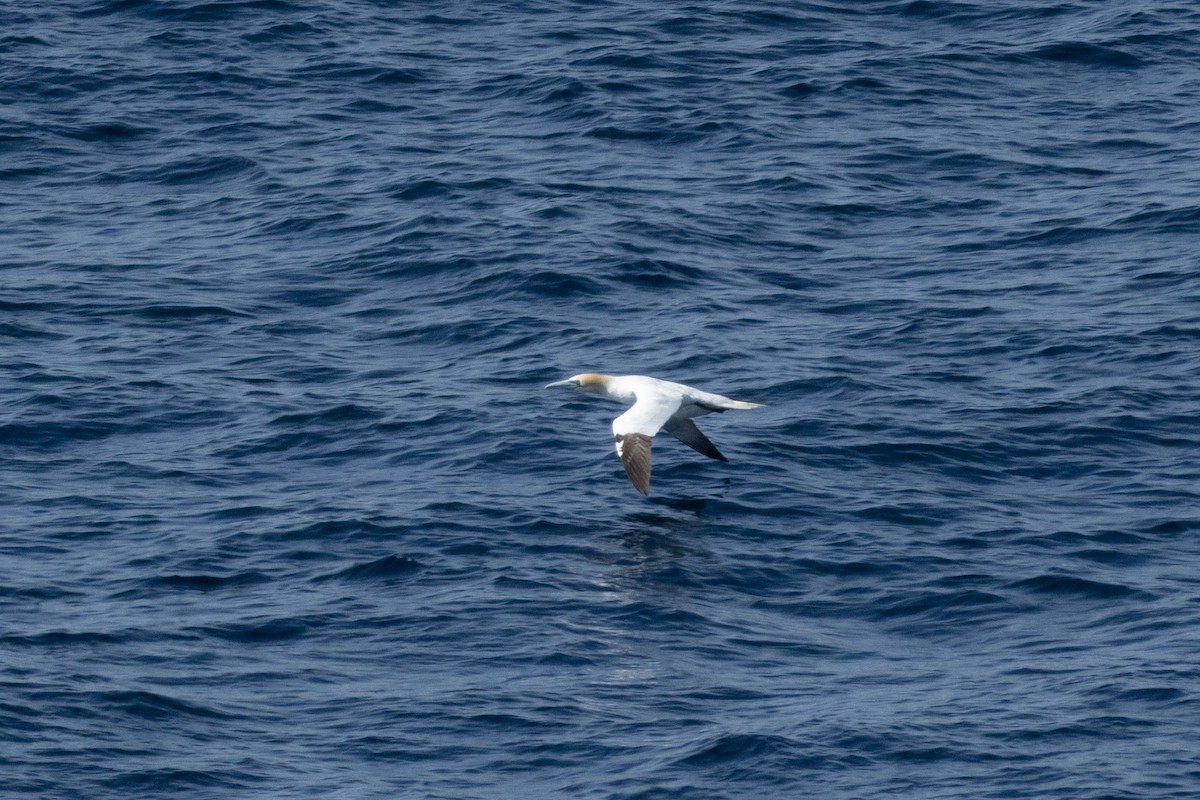 Northern Gannet - ML638816135