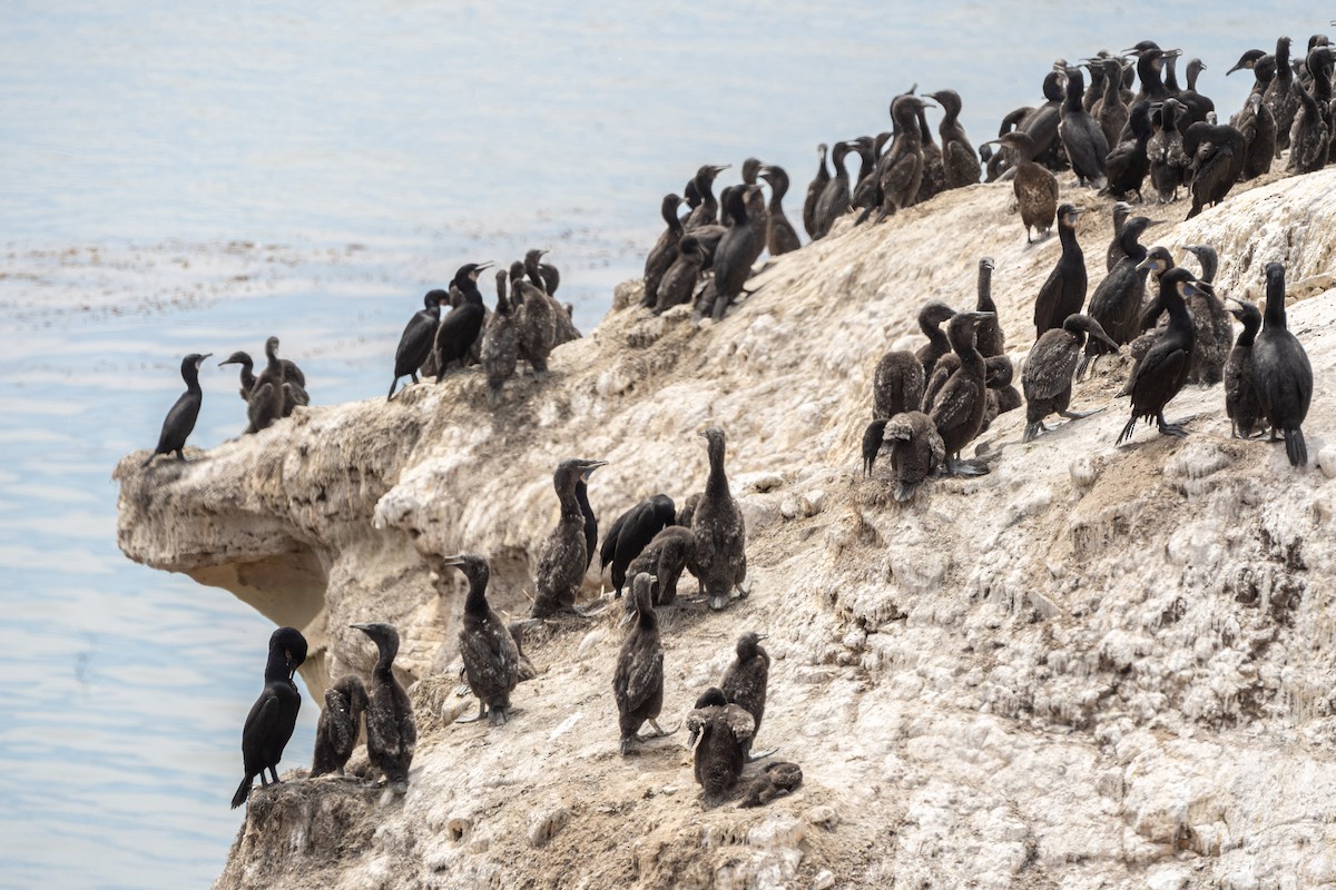 Brandt's Cormorant - ML638816152