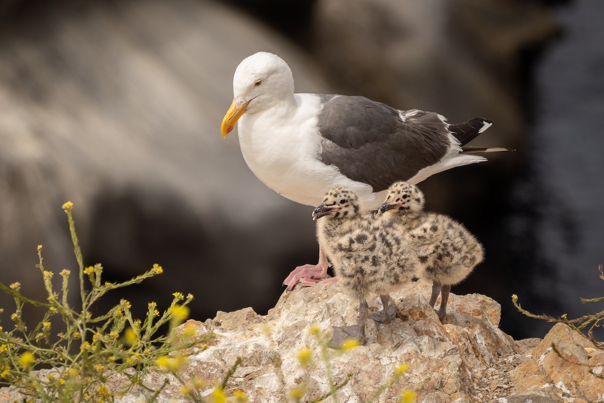 Western Gull - ML638816177