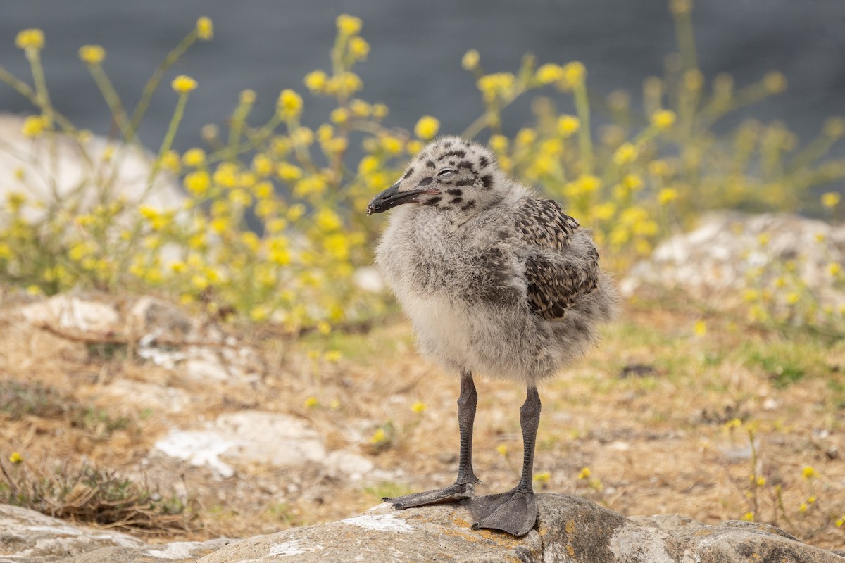 Western Gull - ML638816188