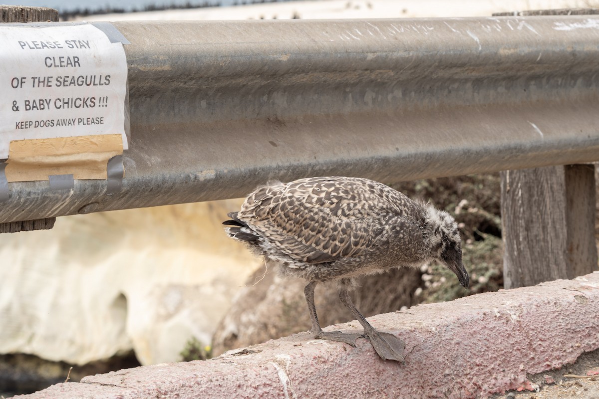 Western Gull - ML638816191