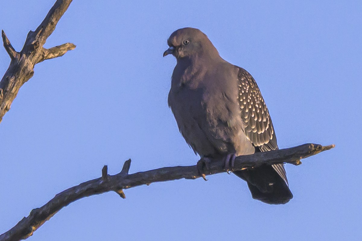 Spot-winged Pigeon - ML638816207