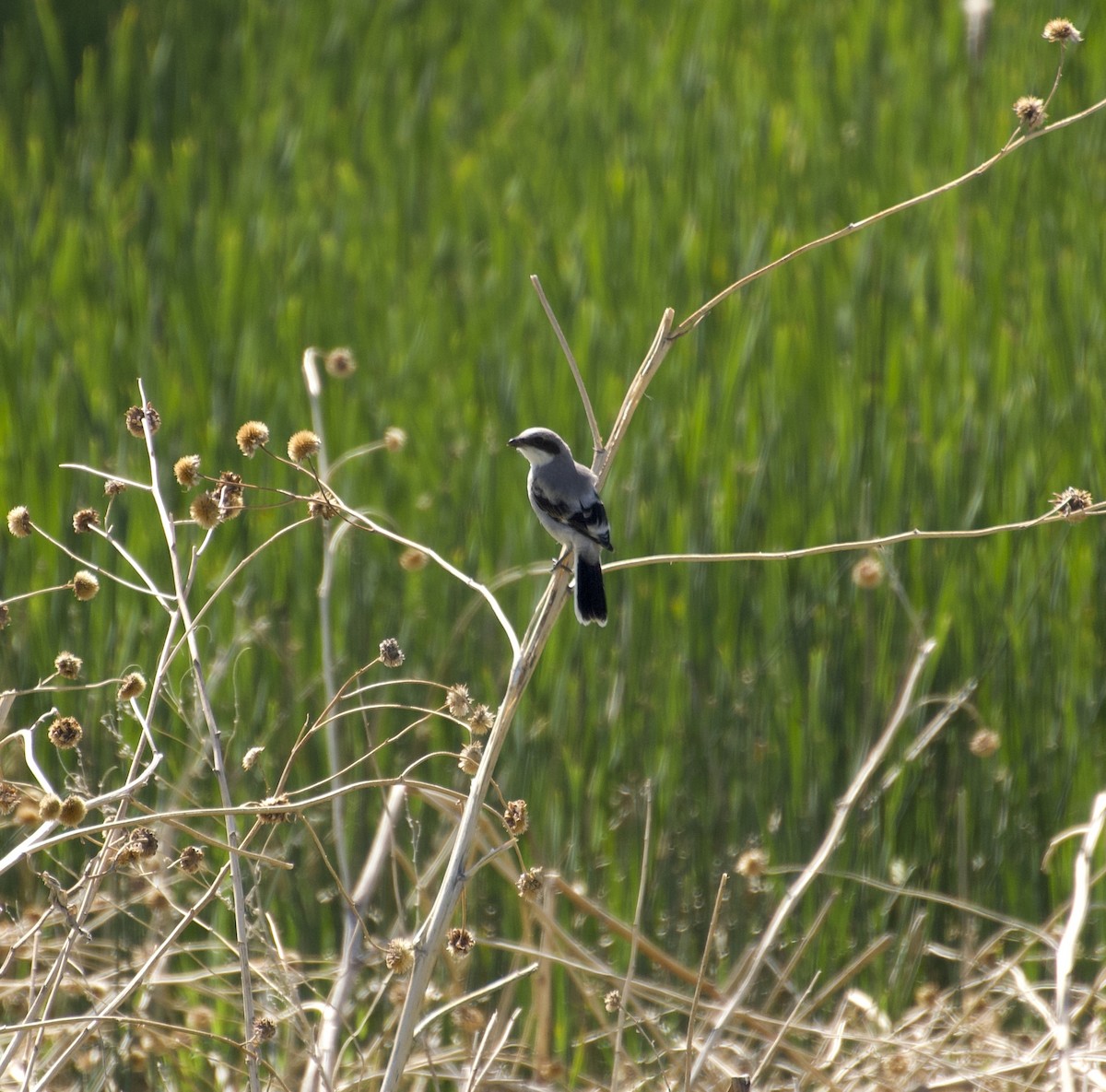 Pie-grièche migratrice - ML638816212