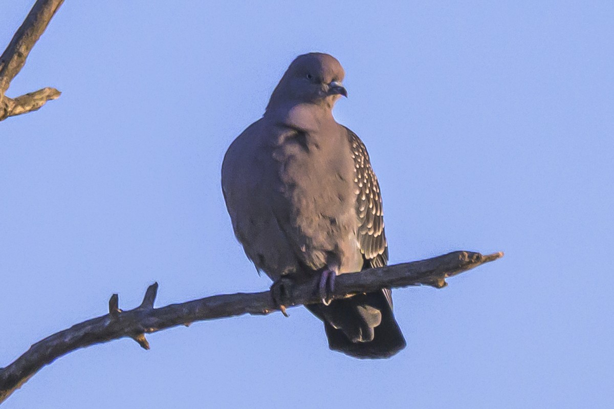 Spot-winged Pigeon - ML638816213