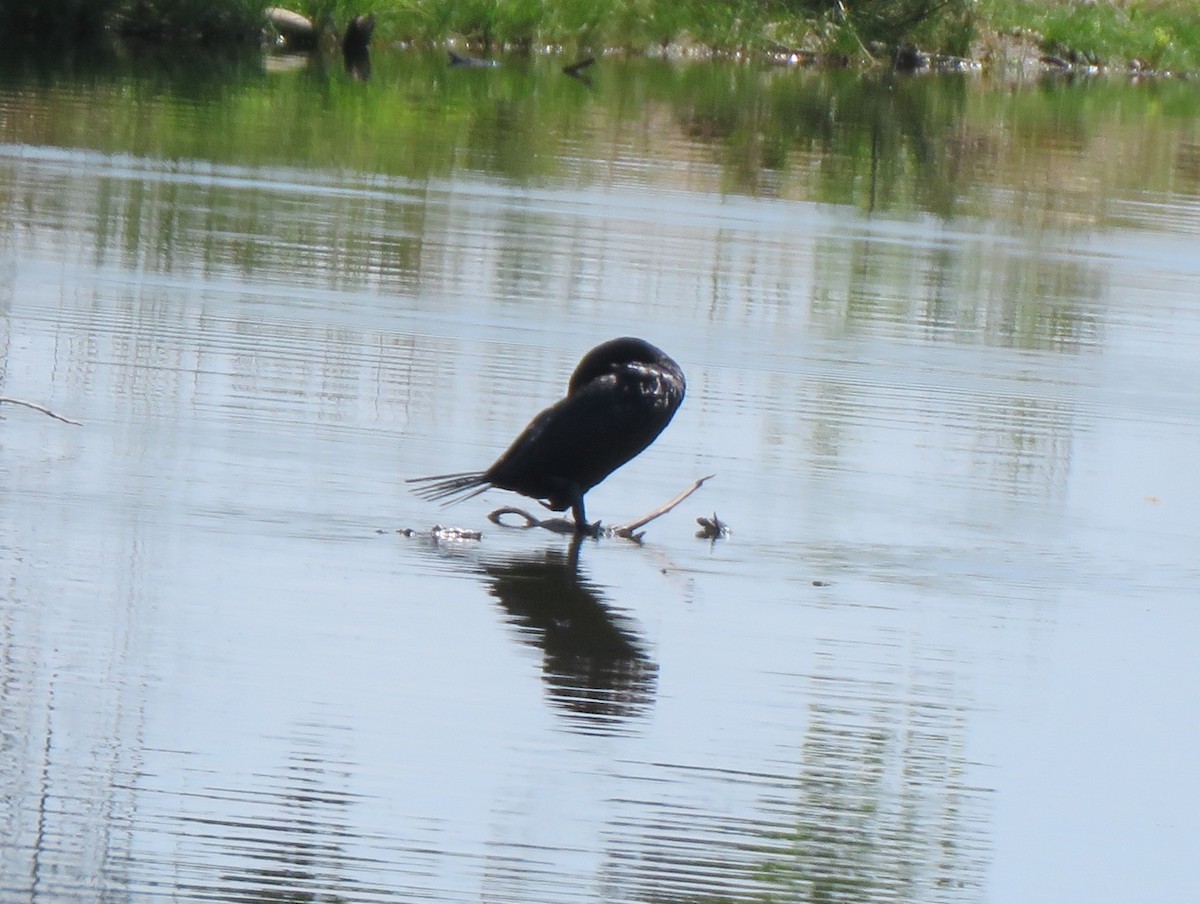 Cormoran à aigrettes - ML638816214