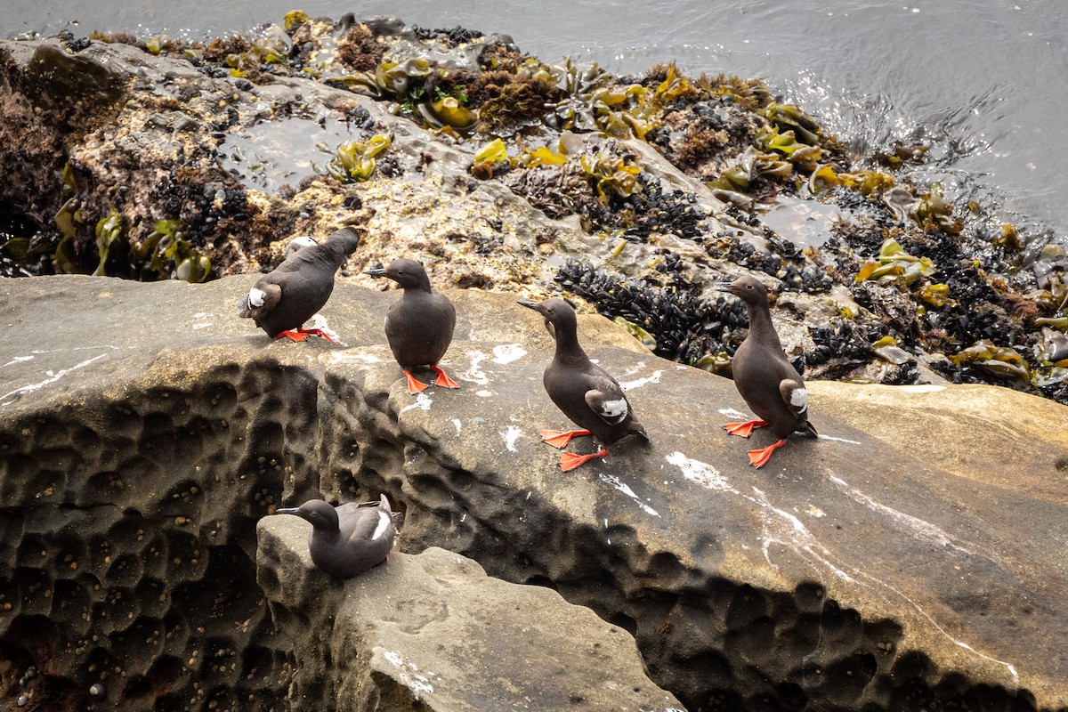 Pigeon Guillemot - ML638816215