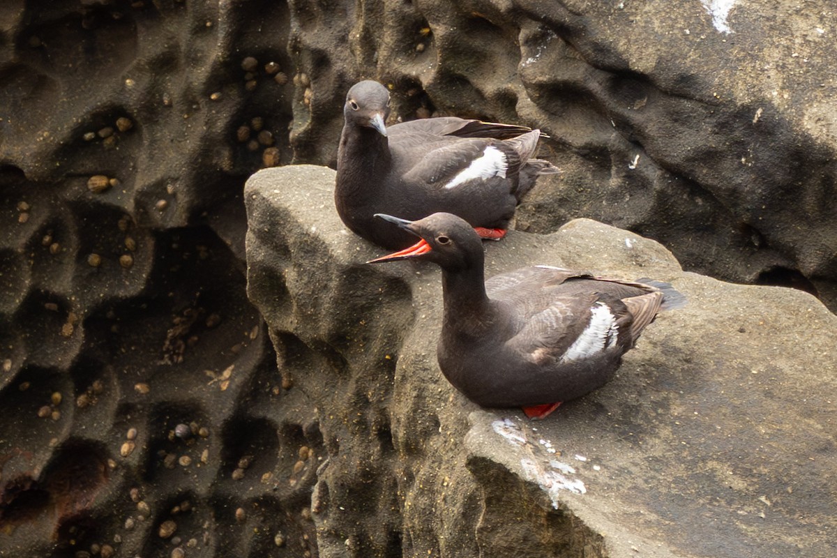 Pigeon Guillemot - ML638816217