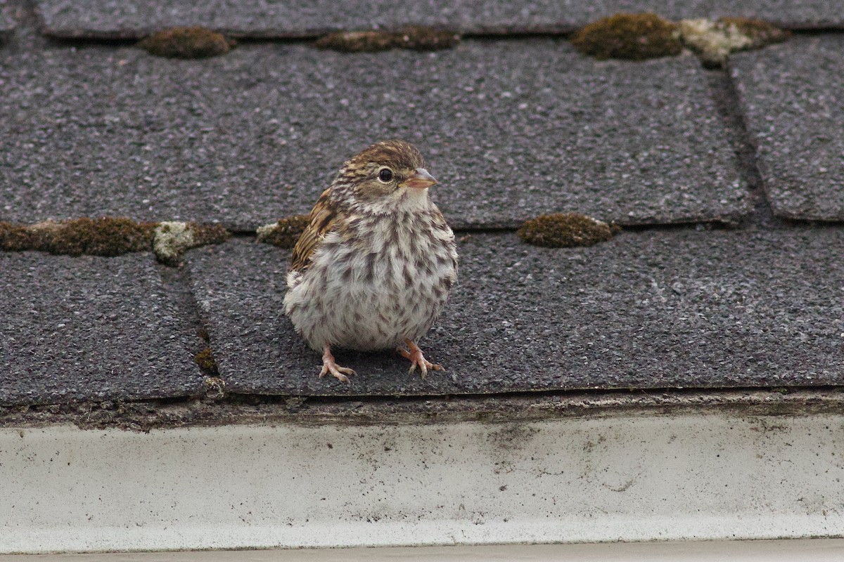 Chipping Sparrow - ML638816233