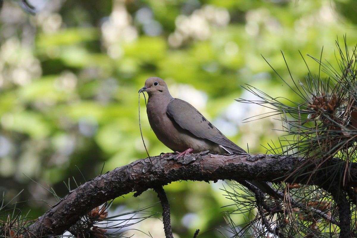 Mourning Dove - ML638816248