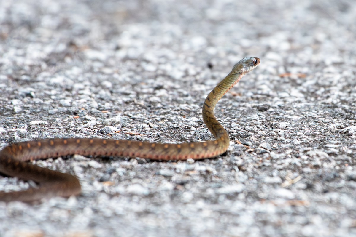 Specklebelly Keelback - ML638816273