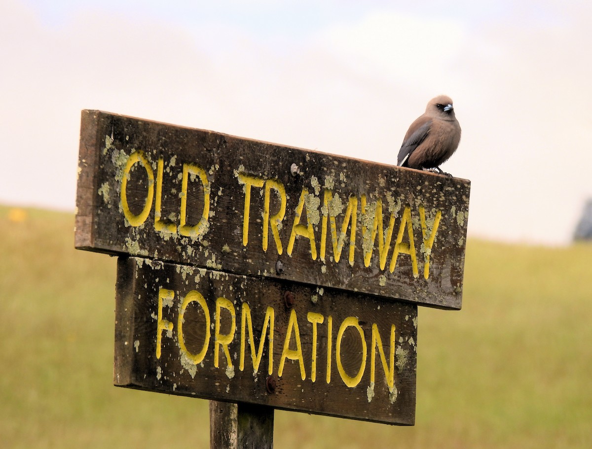 Dusky Woodswallow - ML638816292