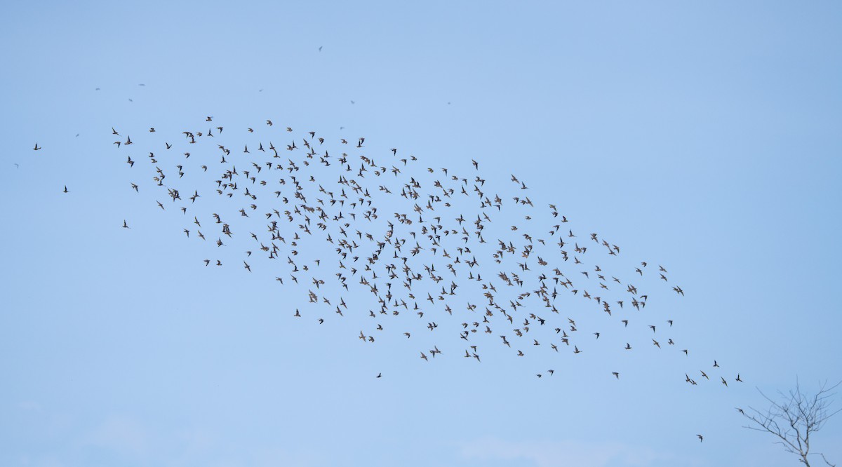 European Starling - ML638816293