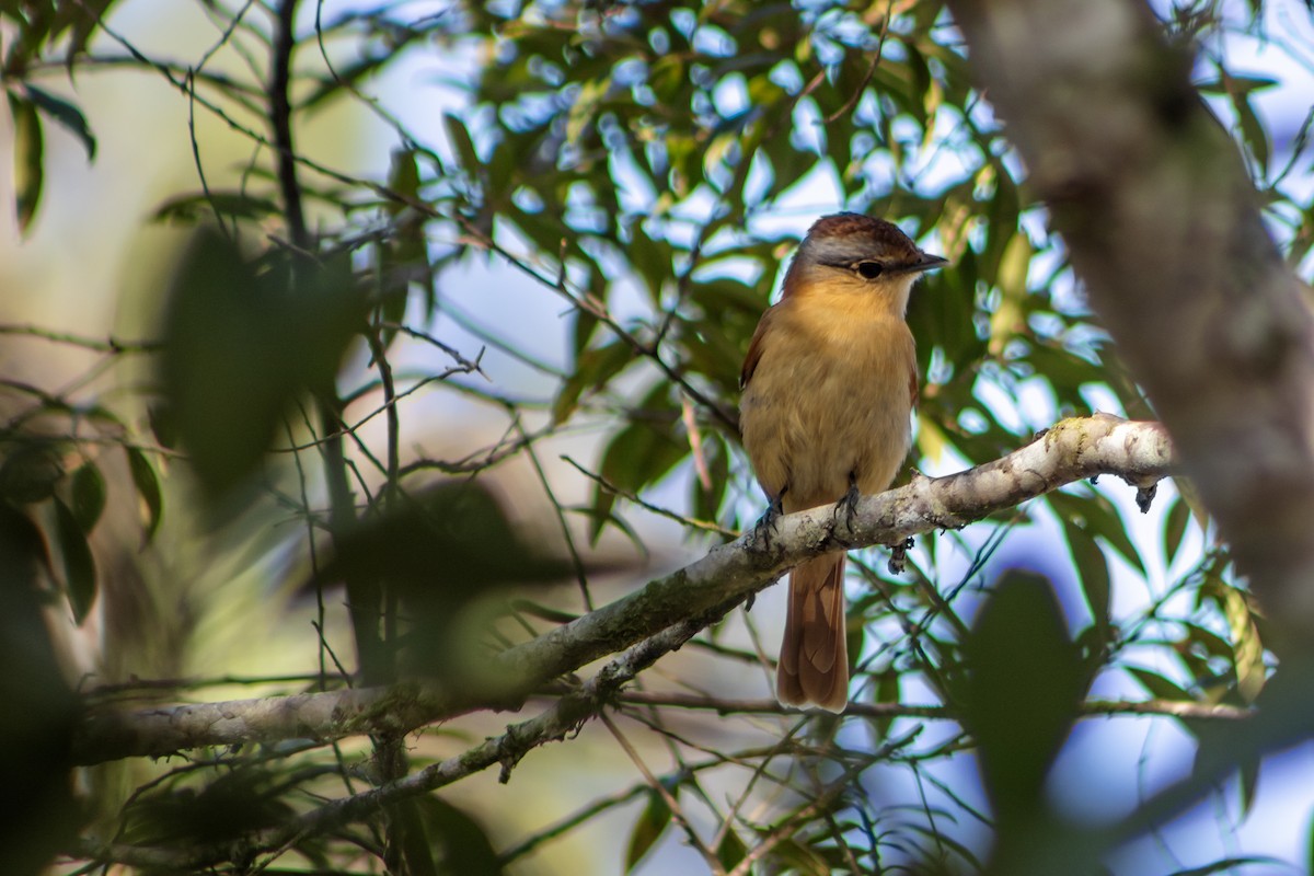 Chestnut-crowned Becard - ML638816315