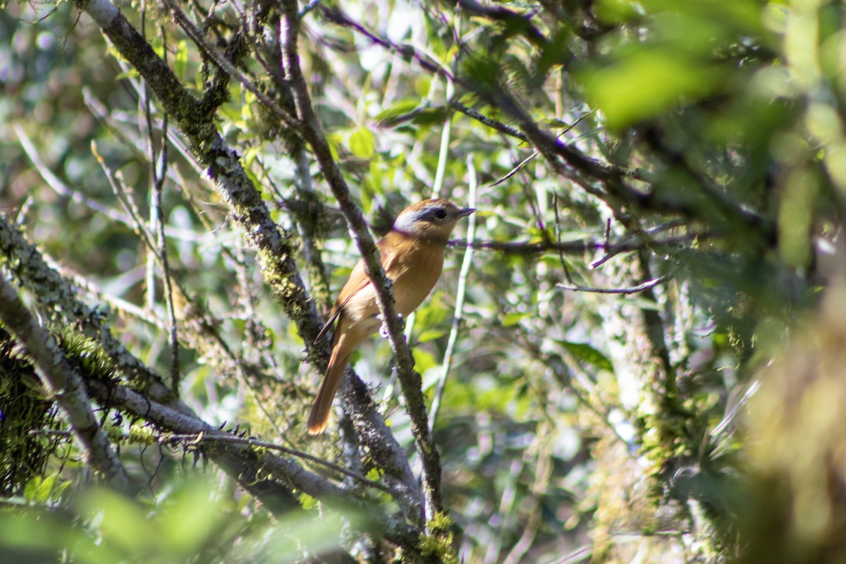 Chestnut-crowned Becard - ML638816316