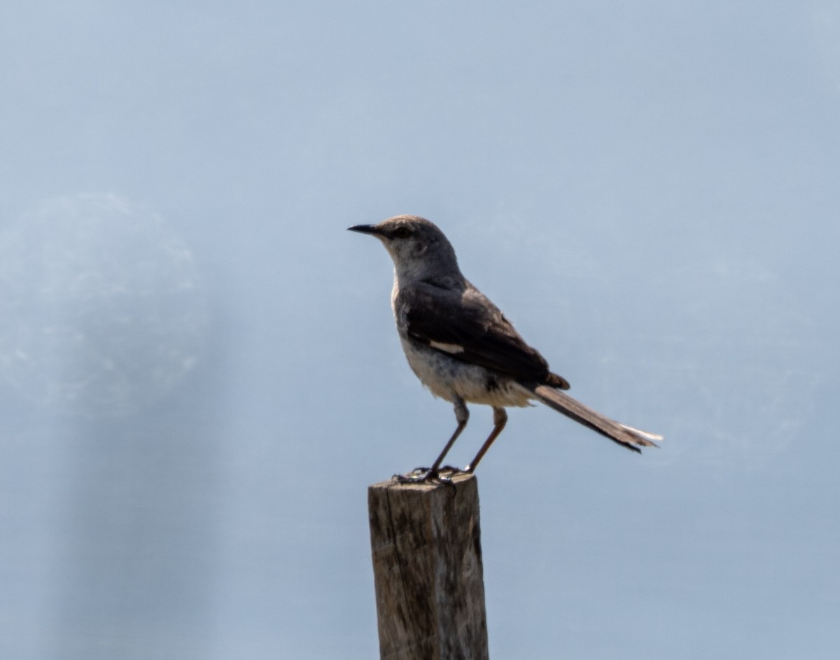 Northern Mockingbird - ML638816371