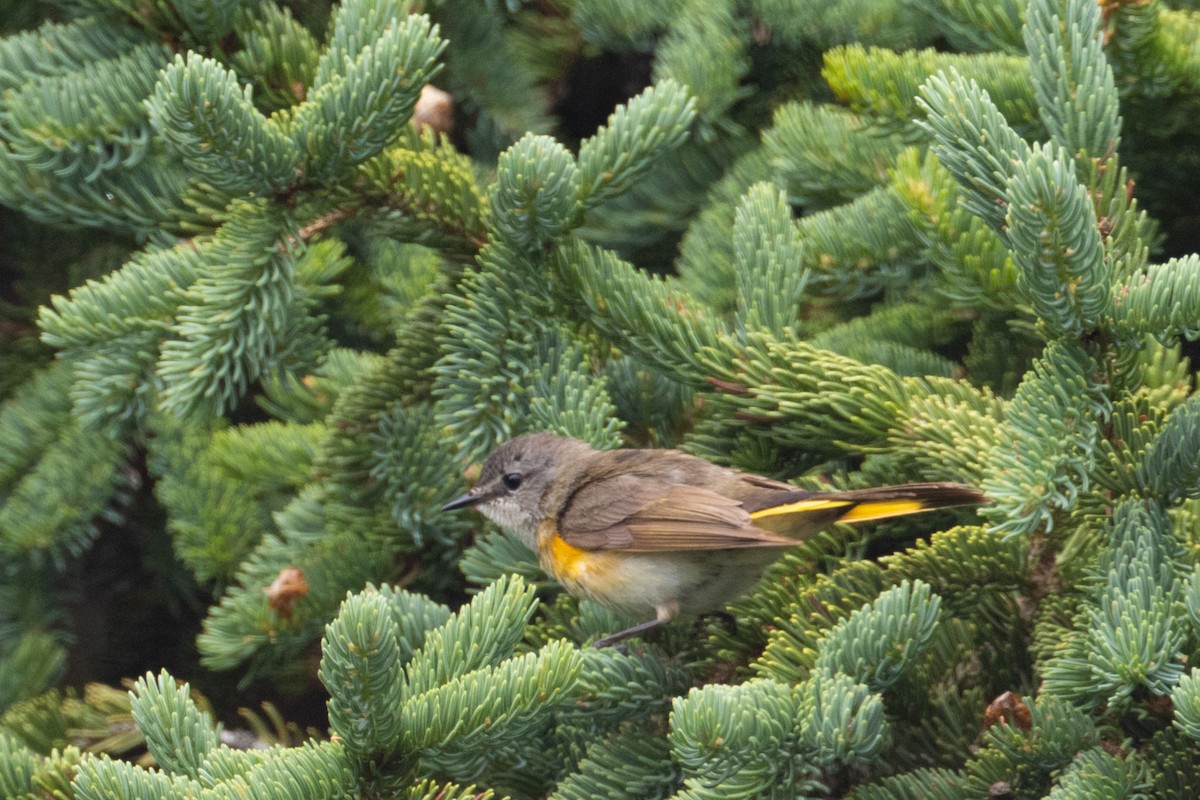 American Redstart - ML638816391