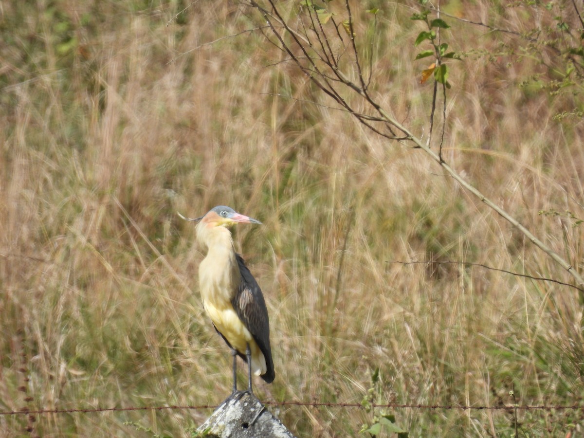 Whistling Heron - ML638816477