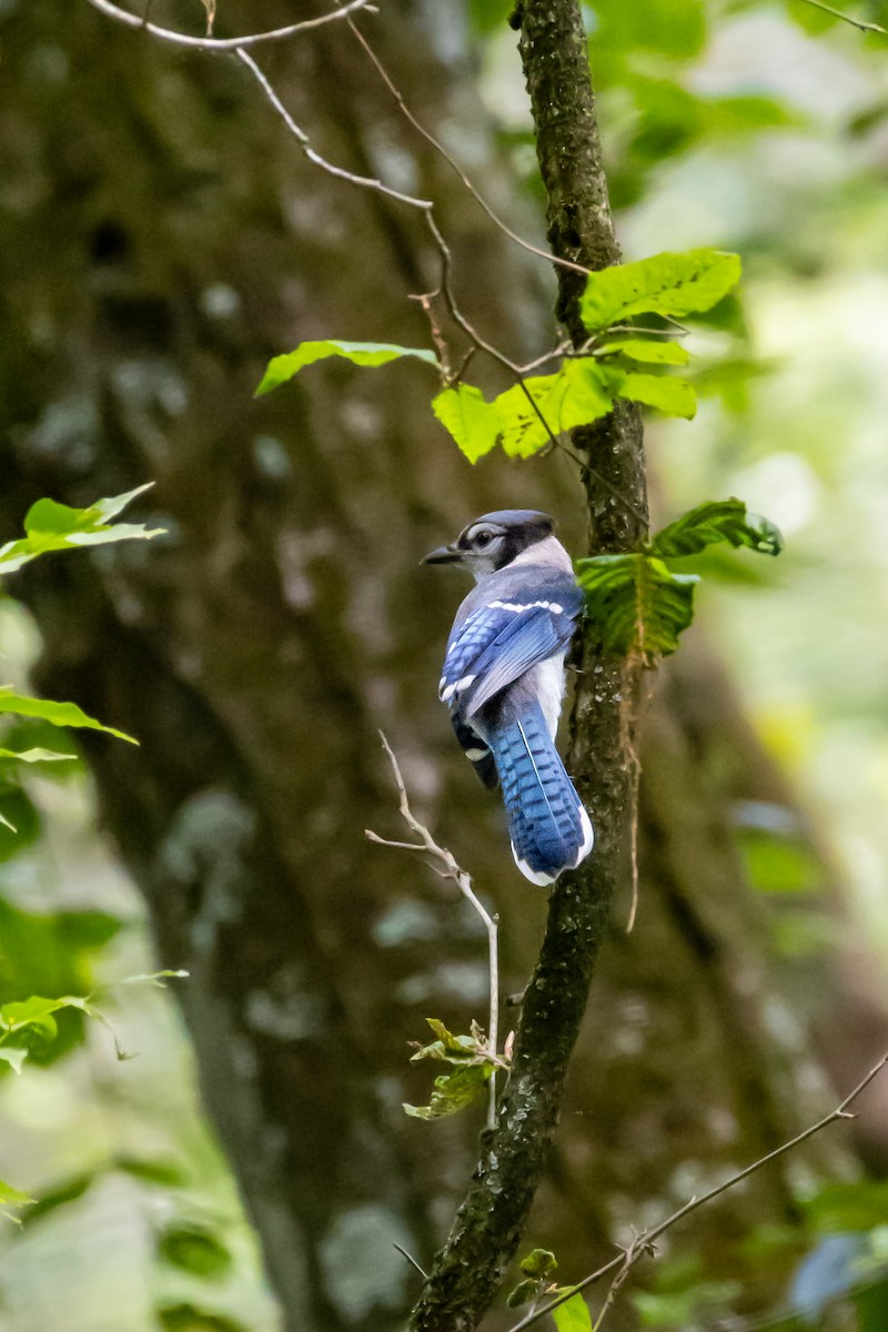 Blue Jay - ML638816480