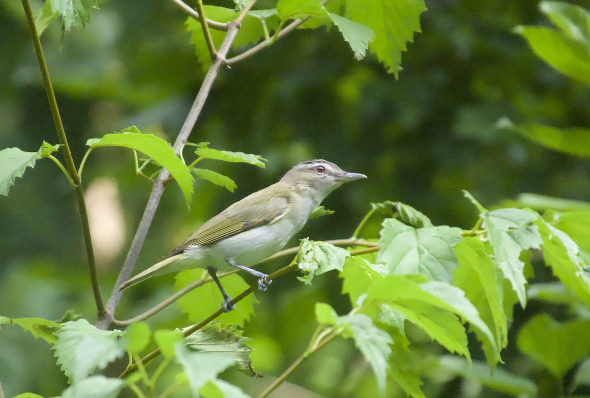 Red-eyed Vireo - ML638816498