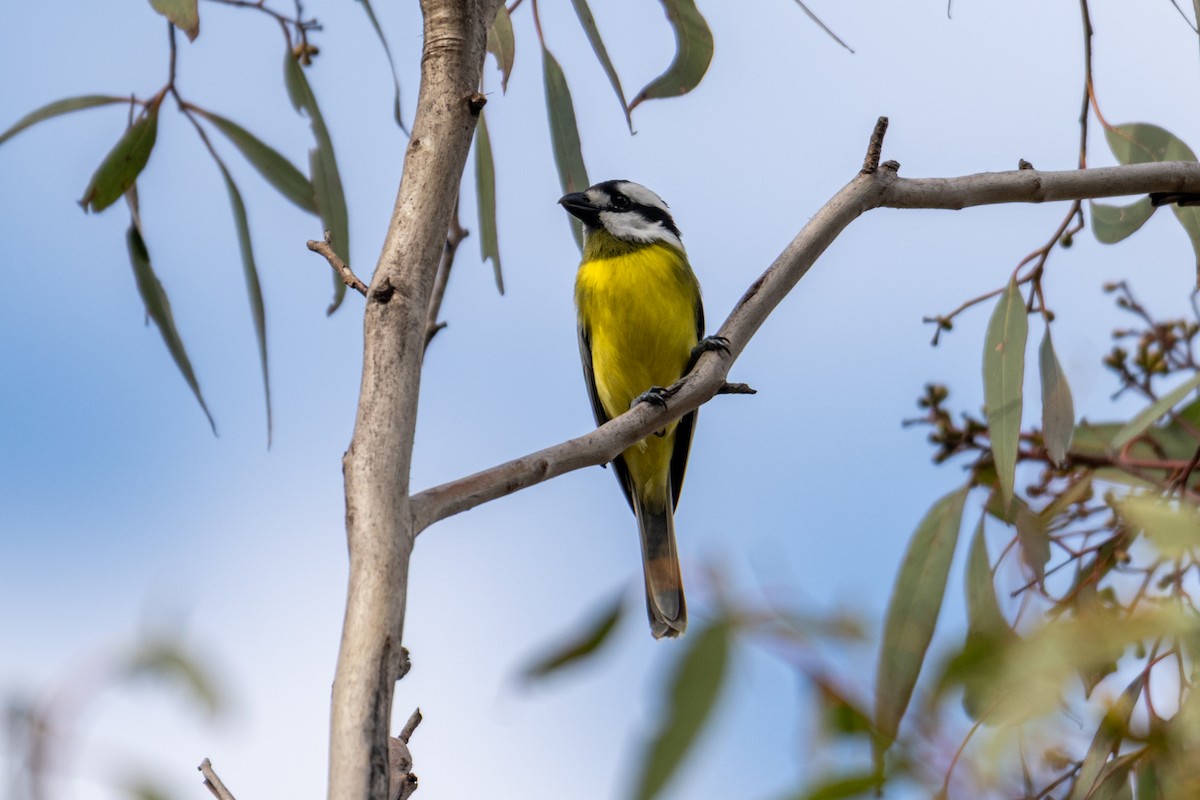 Eastern Shrike-tit - ML638816513