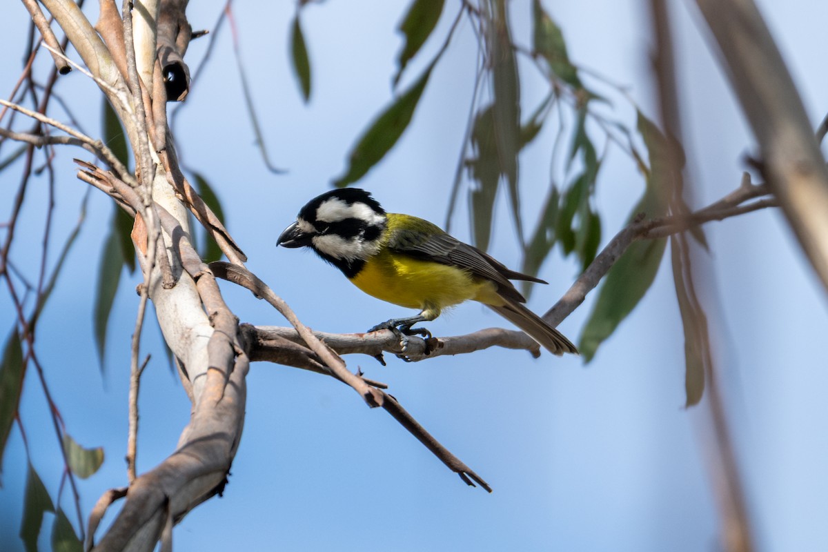 Eastern Shrike-tit - ML638816515