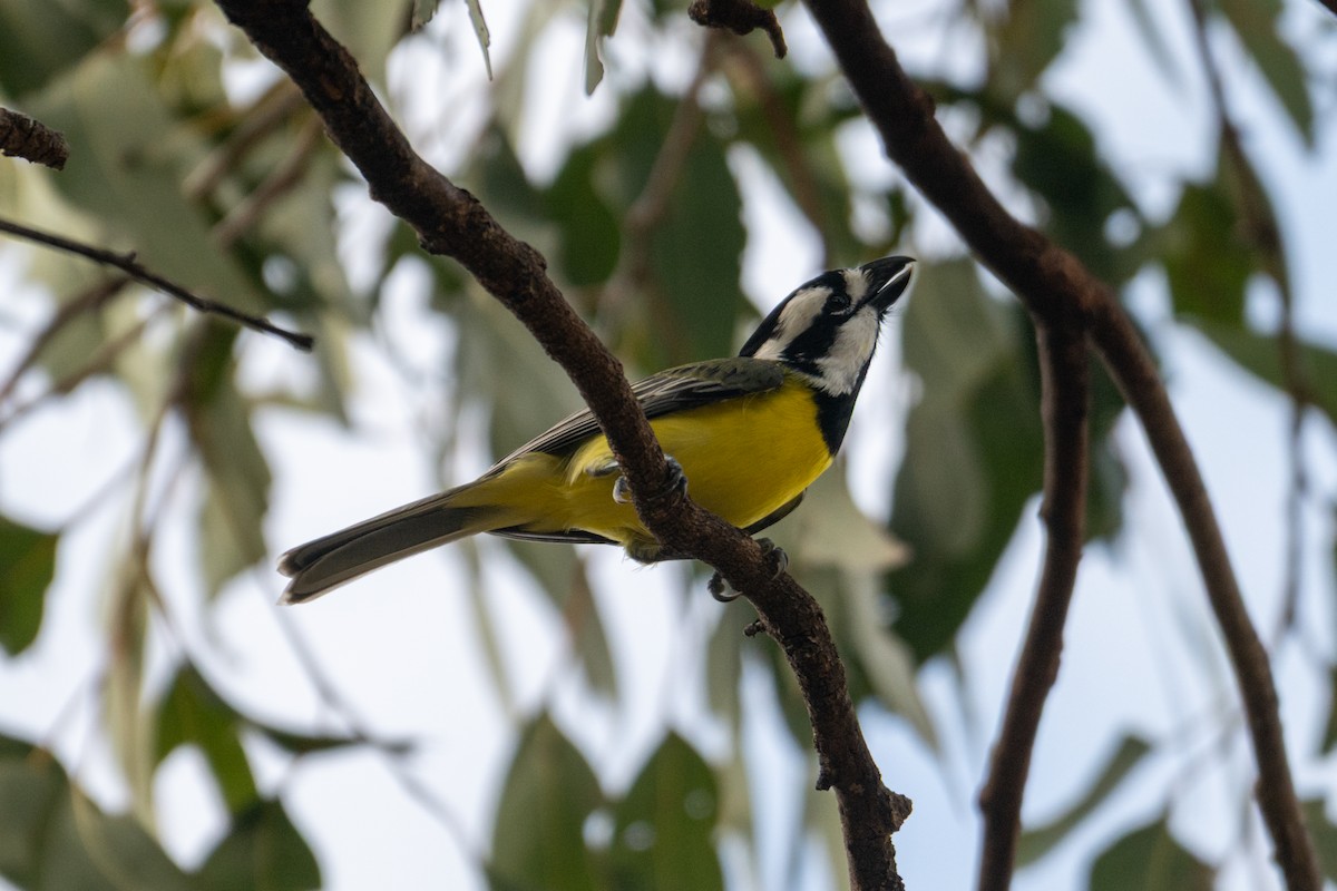Eastern Shrike-tit - ML638816517