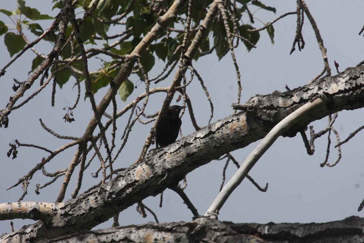 European Starling - ML638816538