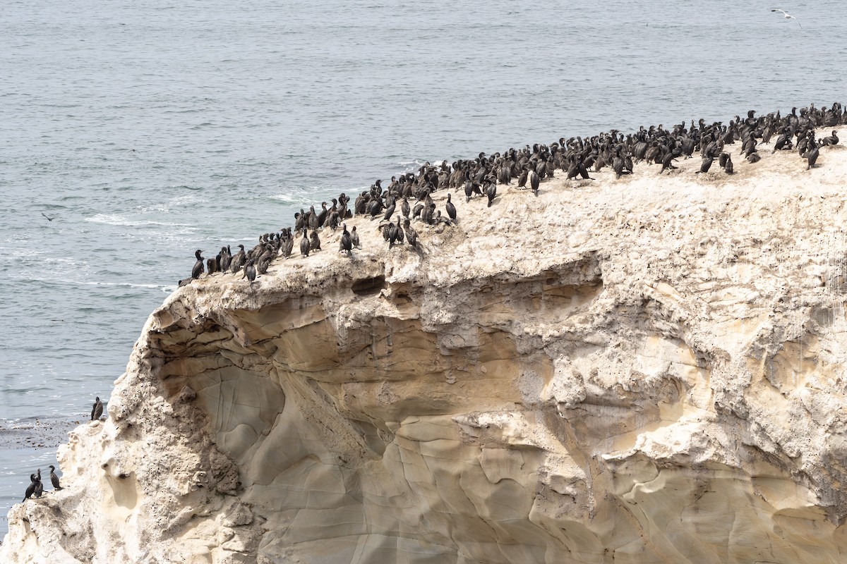 Brandt's Cormorant - ML638816542