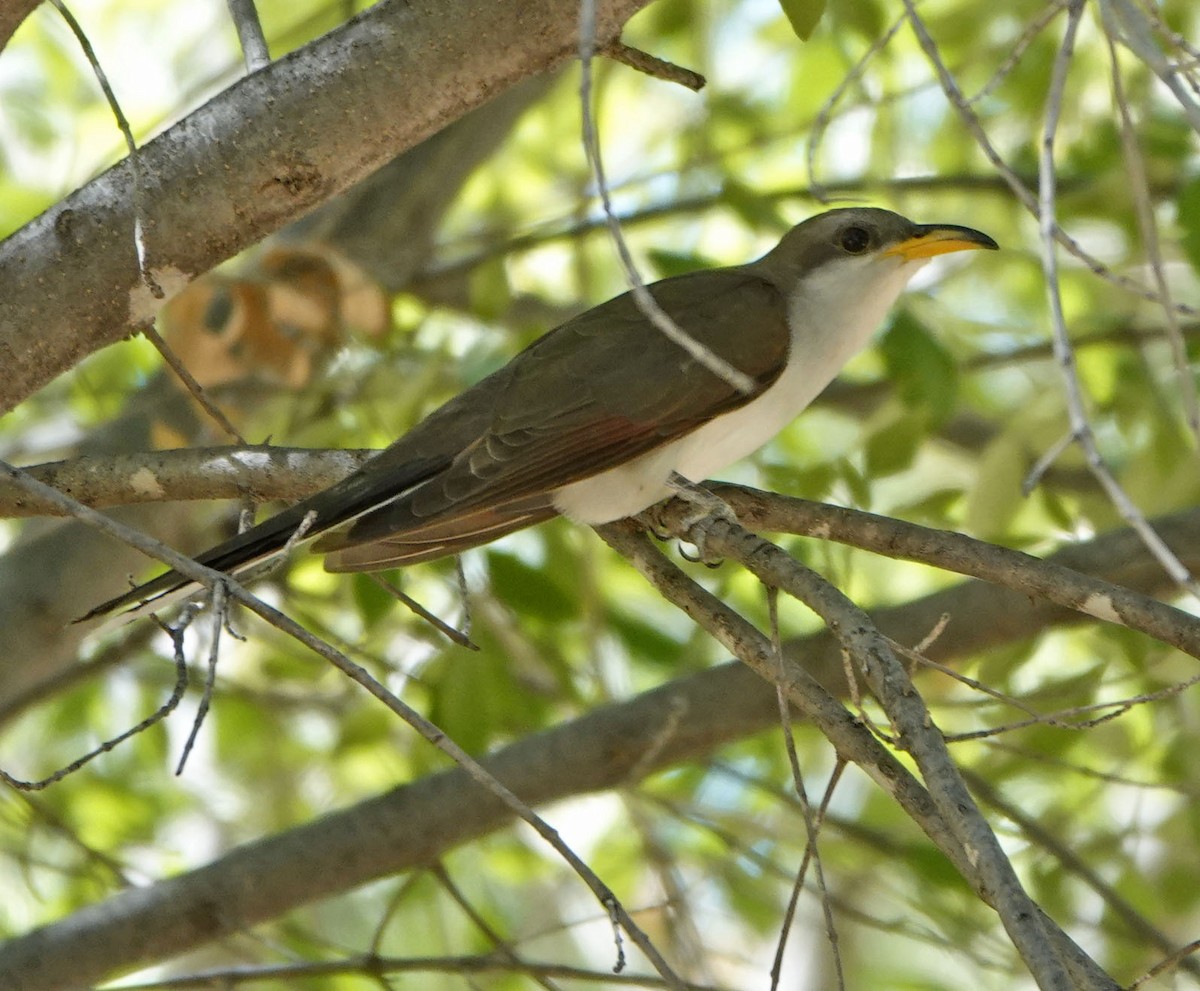 Yellow-billed Cuckoo - ML638816636