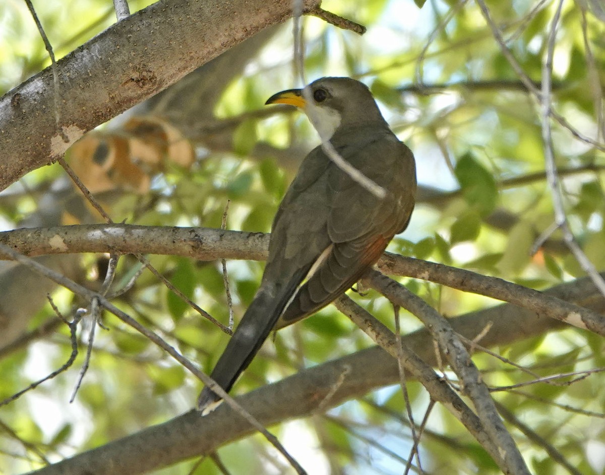 Yellow-billed Cuckoo - ML638816637