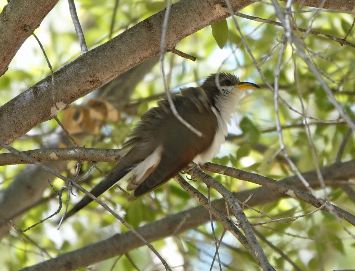 Yellow-billed Cuckoo - ML638816638