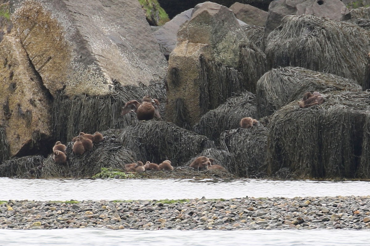 Common Eider - ML638816641