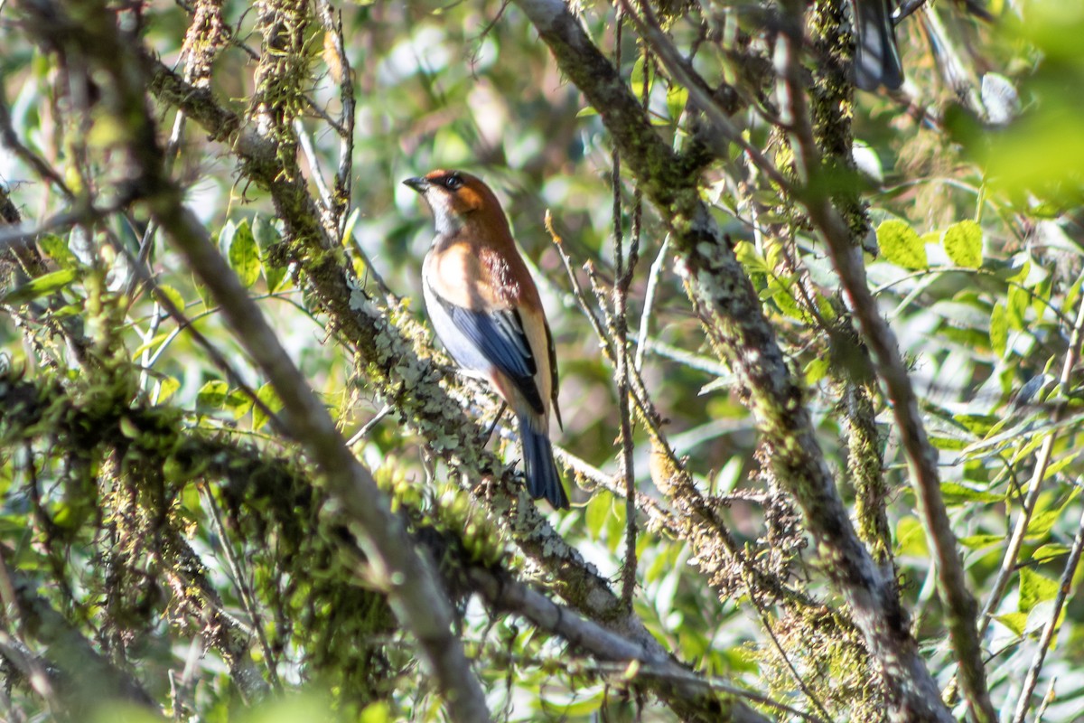 Chestnut-backed Tanager - ML638816645