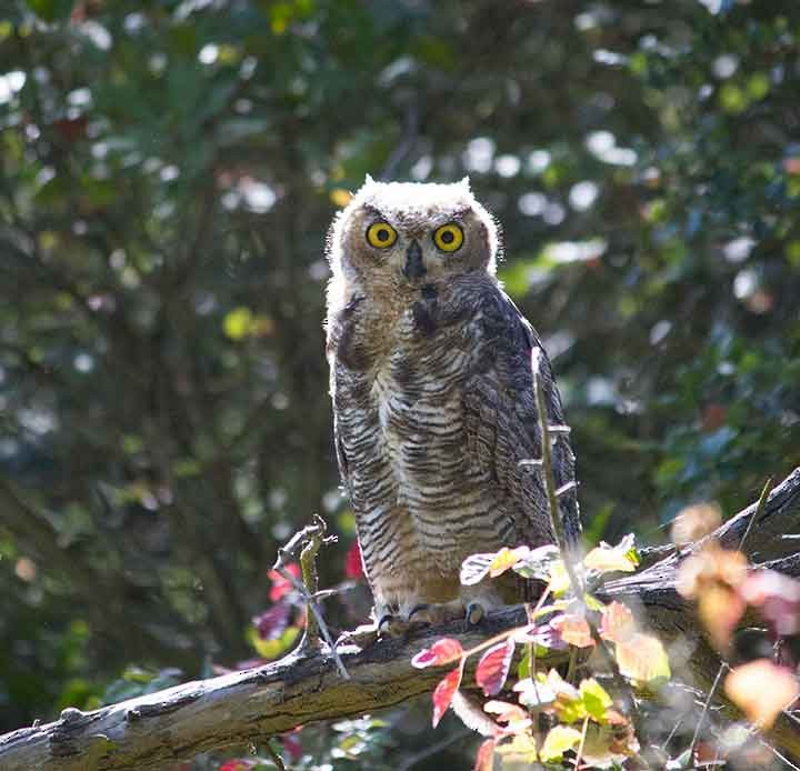 Great Horned Owl - ML638816655