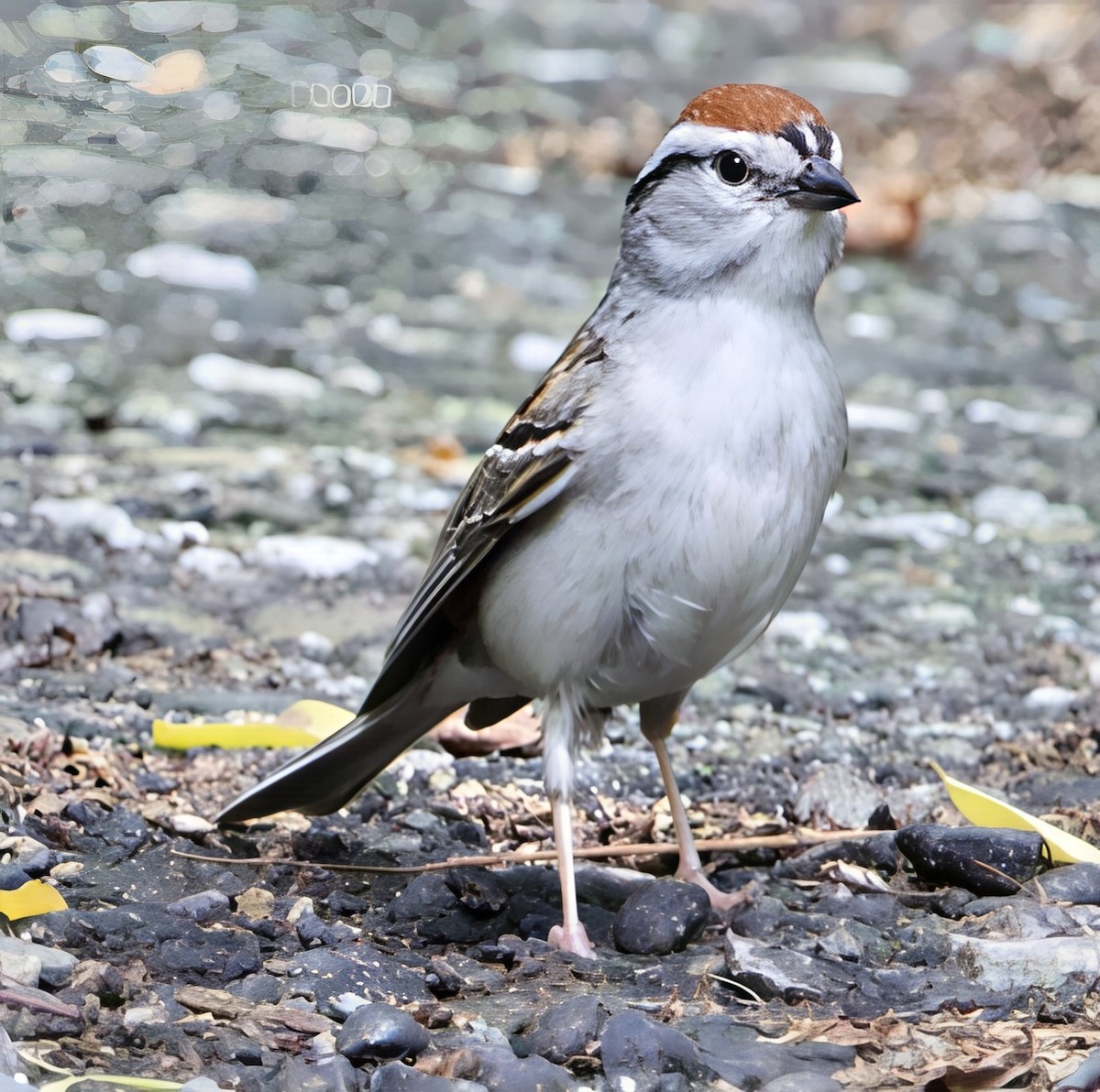 Chipping Sparrow - ML638816685