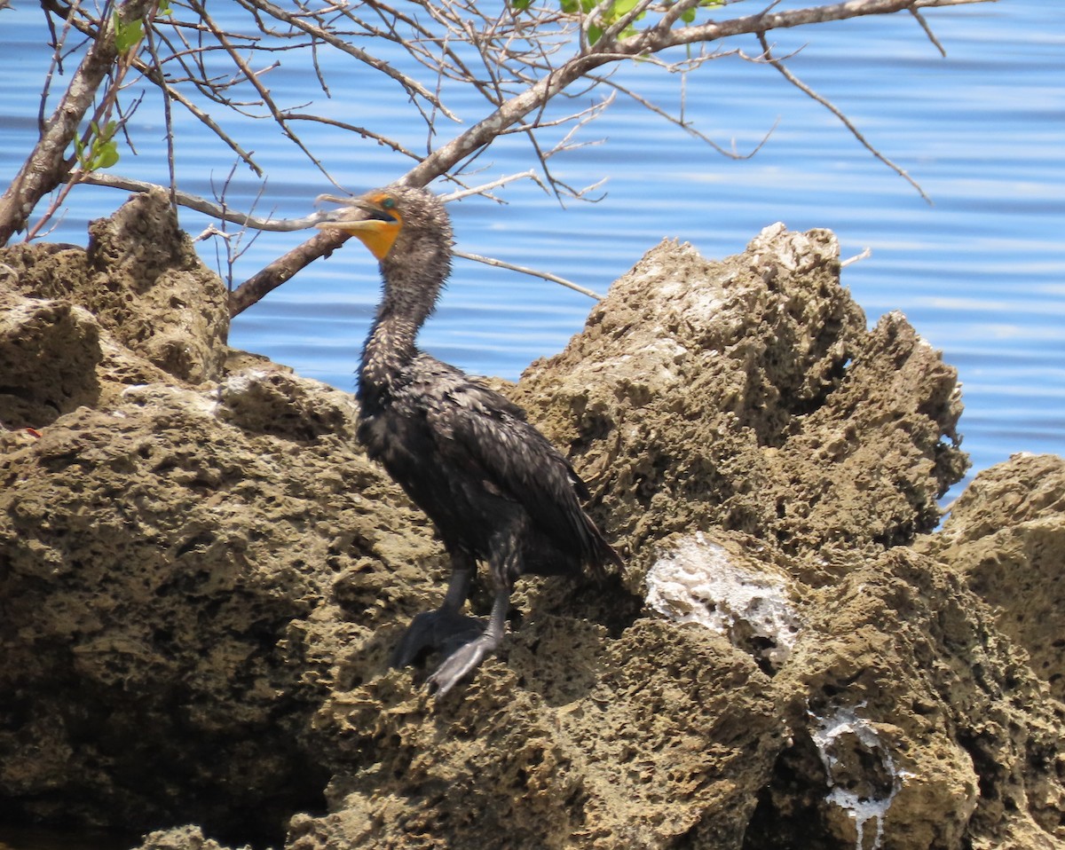 Cormoran à aigrettes - ML638816695