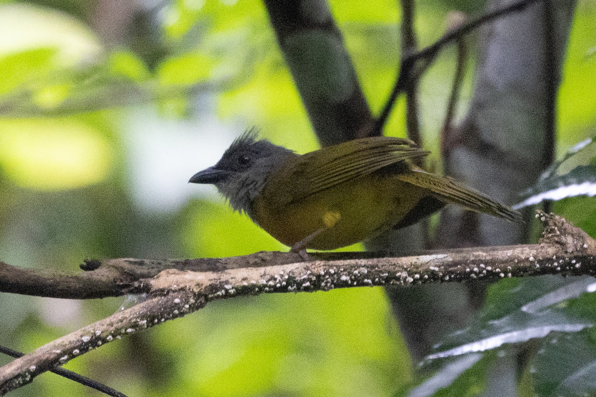 Gray-headed Tanager - ML638816708