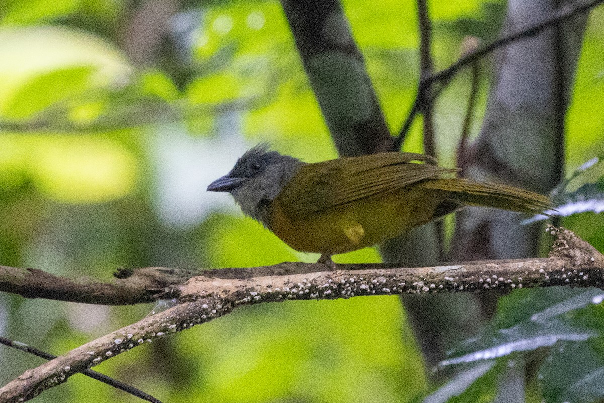 Gray-headed Tanager - ML638816709