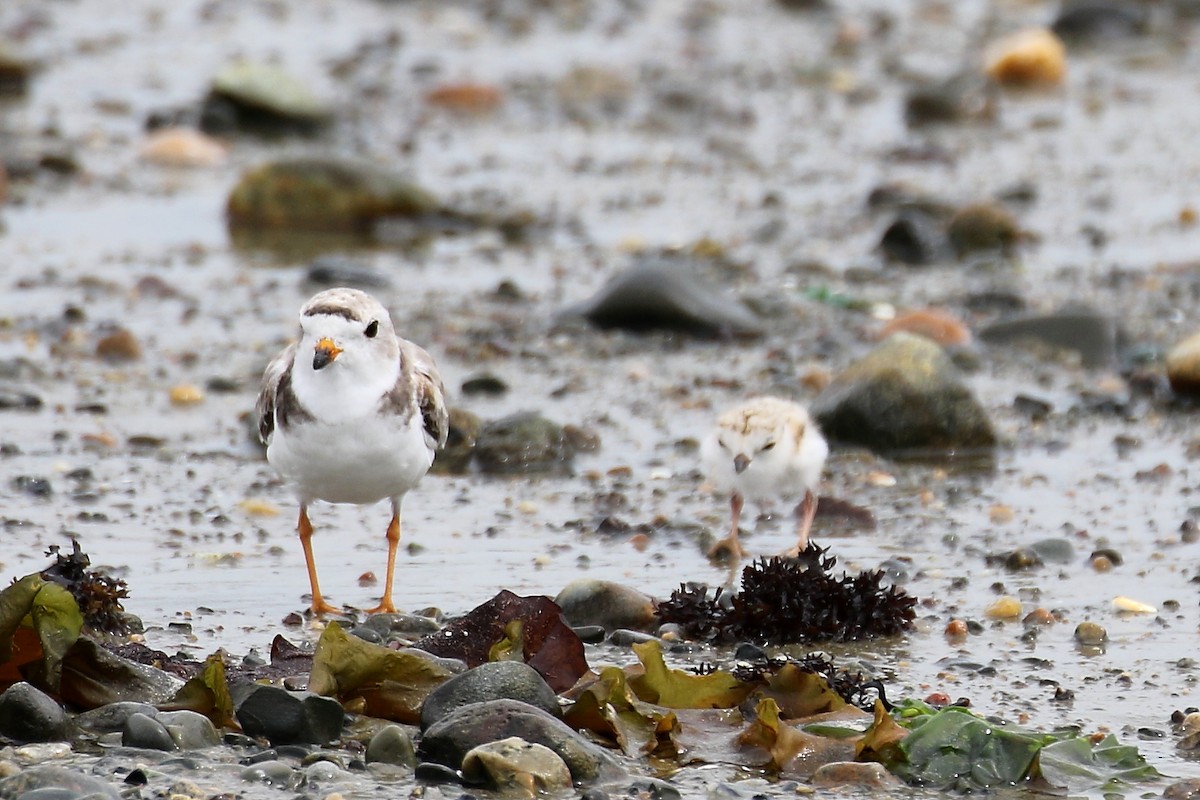 Piping Plover - ML638816716